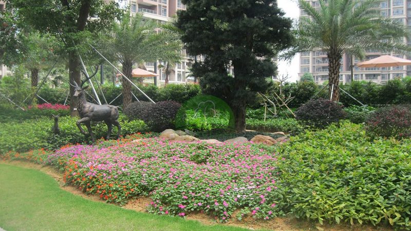 苗木种植技术视频教程：高清版，揭秘种植秘诀