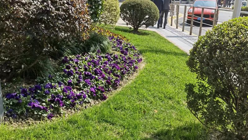 园林苗木种植报价包含运输吗？揭秘报价构成背后的秘密