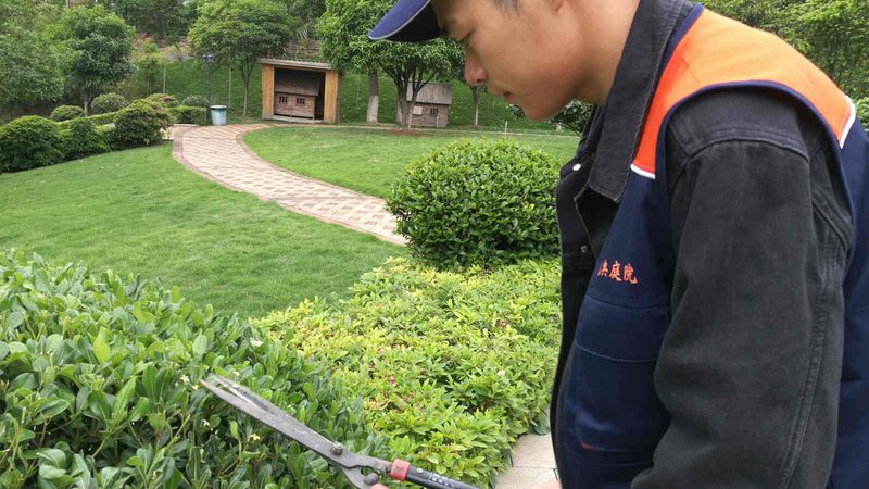 苗木种植技术视频教程：从选苗到养护的完整步骤详解