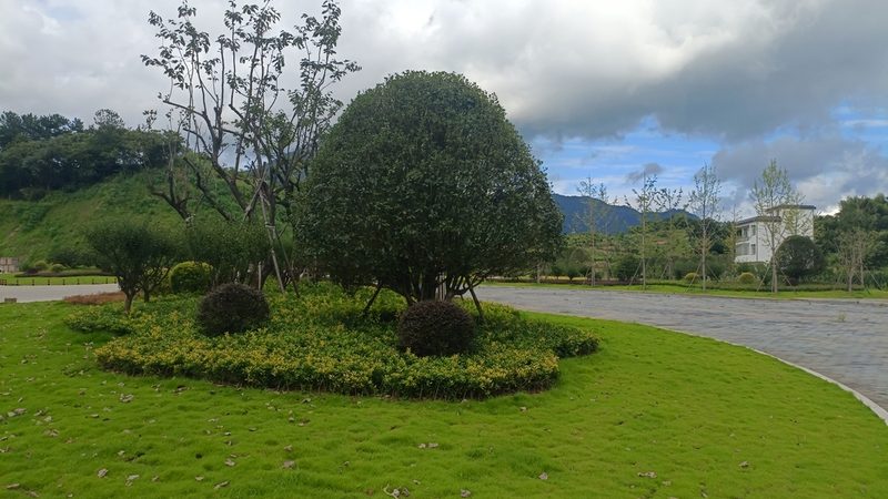 景观植物墙报价清单：如何评估与选择