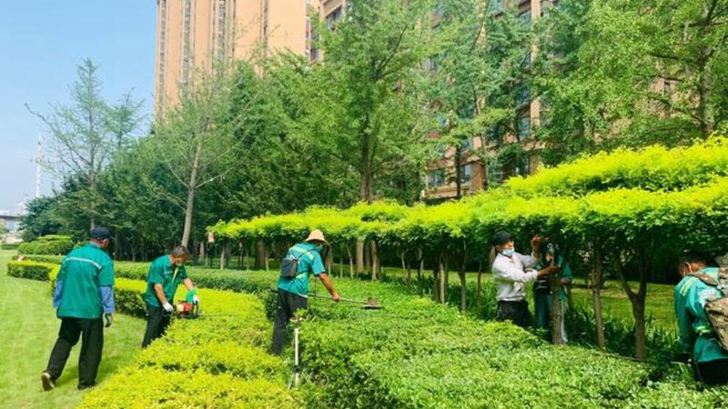 屋顶绿化植物如何选？四大要点助力打造生态家园